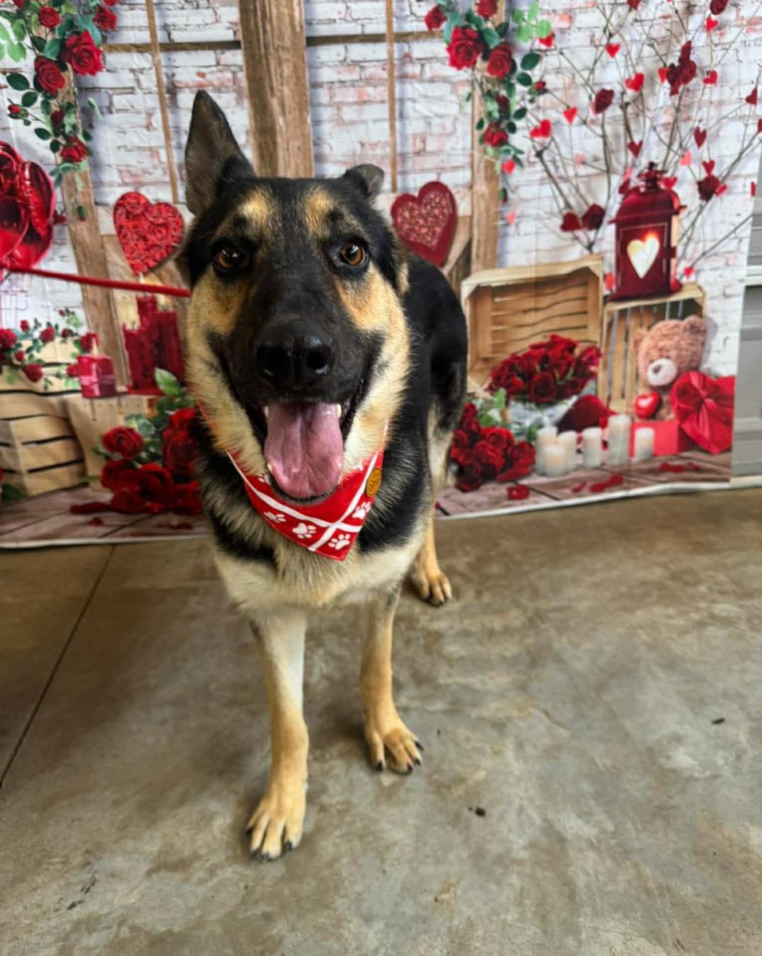 Satchmo (FOSTERED IN MD), adoptable, Adult Male German Shepherd Dog.