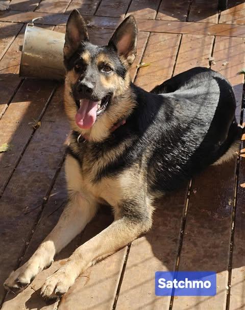 Satchmo, a Adoptable German Shepherd Dog in Fishkill, NY image 1/6