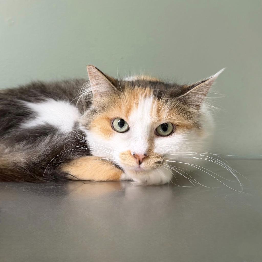 Elsa, Adoptable, Young Female Domestic Medium Hair.