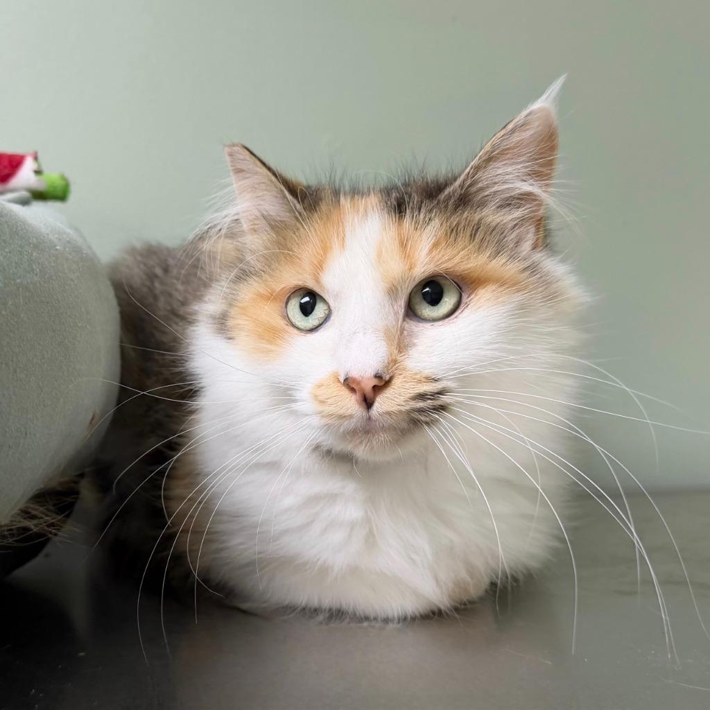 Enlarge Elsa, a Adoptable Domestic Medium Hair in State College, PA image 2/3