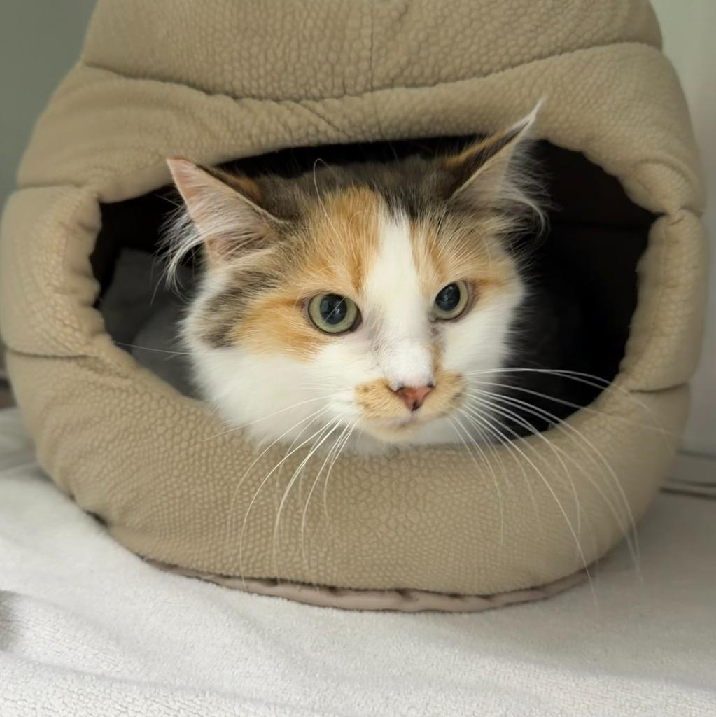 Enlarge Elsa, a Adoptable Domestic Medium Hair in State College, PA image 3/3