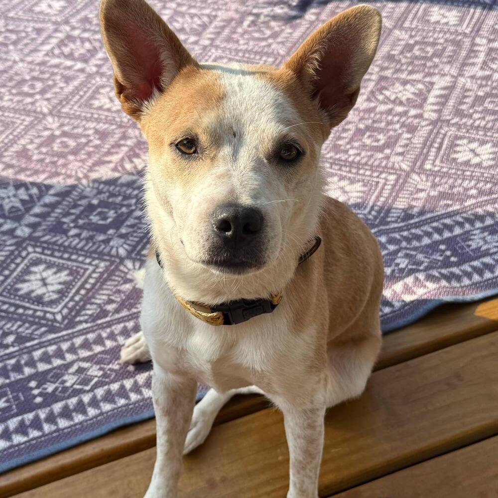 Miss Scarlett, Adoptable, Adult Female Mixed Breed.