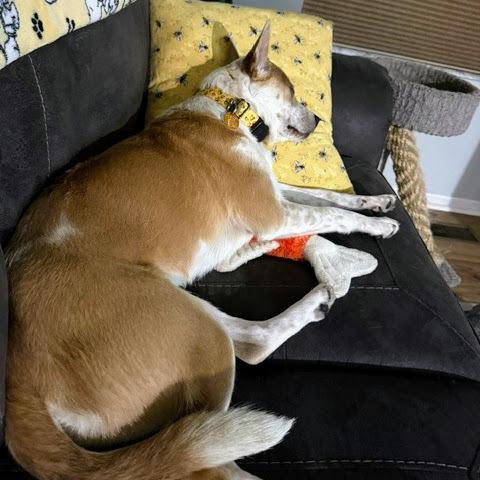 Miss Scarlett, Adoptable, Adult Female Mixed Breed.