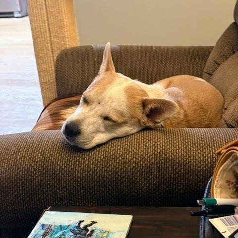Miss Scarlett, a Adoptable mixed breed in Reynoldsburg, OH image 2/6