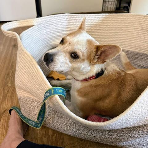 Miss Scarlett, a Adoptable mixed breed in Reynoldsburg, OH image 3/6