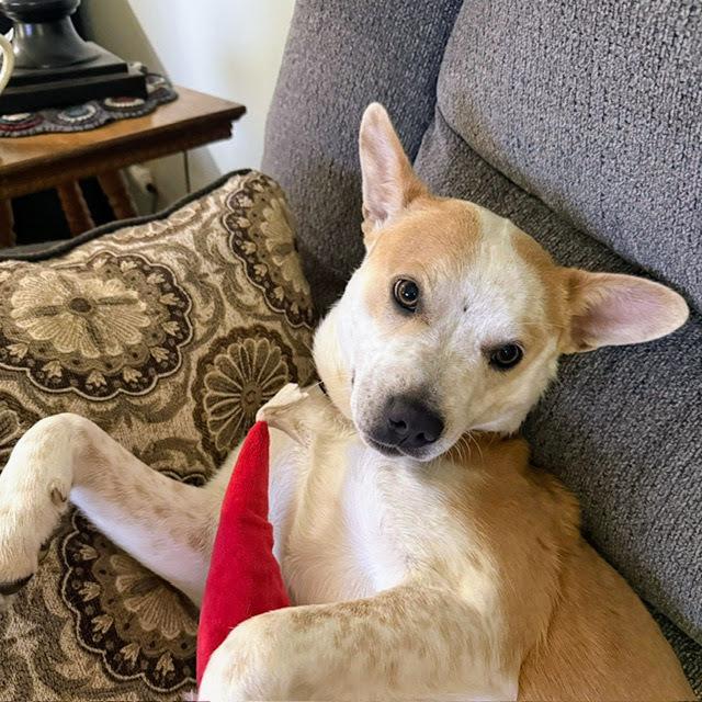 Miss Scarlett, a Adoptable mixed breed in Reynoldsburg, OH image 4/6