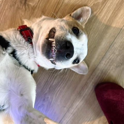 Miss Scarlett, a Adoptable mixed breed in Reynoldsburg, OH image 5/6