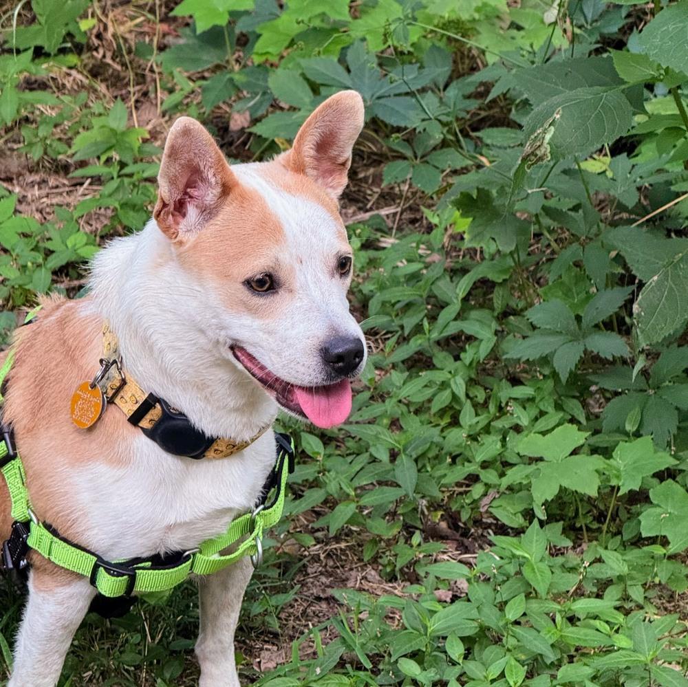 Enlarge Miss Scarlett, a Adoptable mixed breed in Reynoldsburg, OH image 5/6