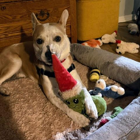 Miss Scarlett, a Adoptable mixed breed in Reynoldsburg, OH image 6/6