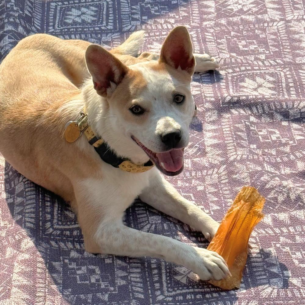 Enlarge Miss Scarlett, a Adoptable mixed breed in Reynoldsburg, OH image 6/6