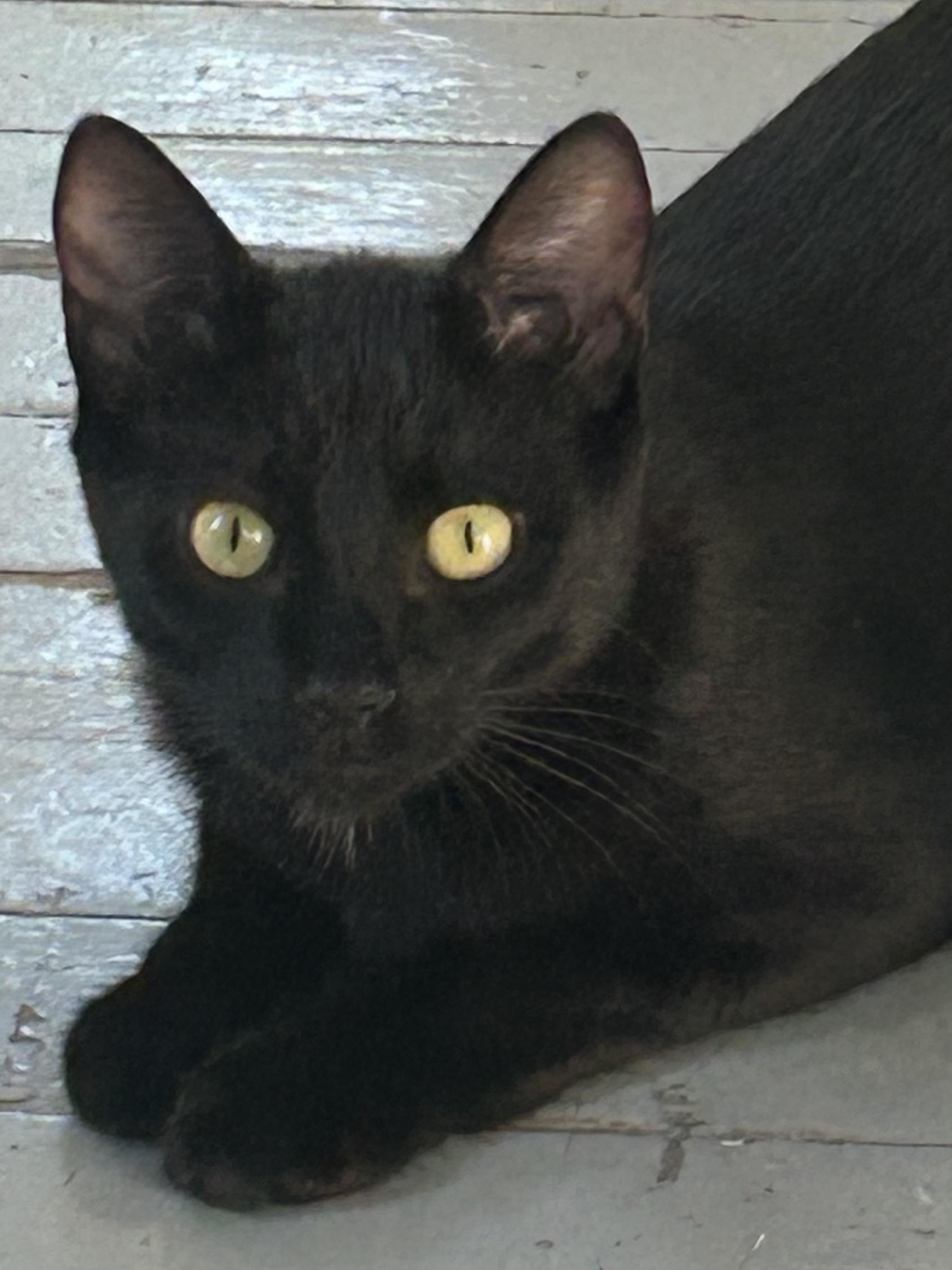 Kai, Adoptable, Young Male Domestic Short Hair.
