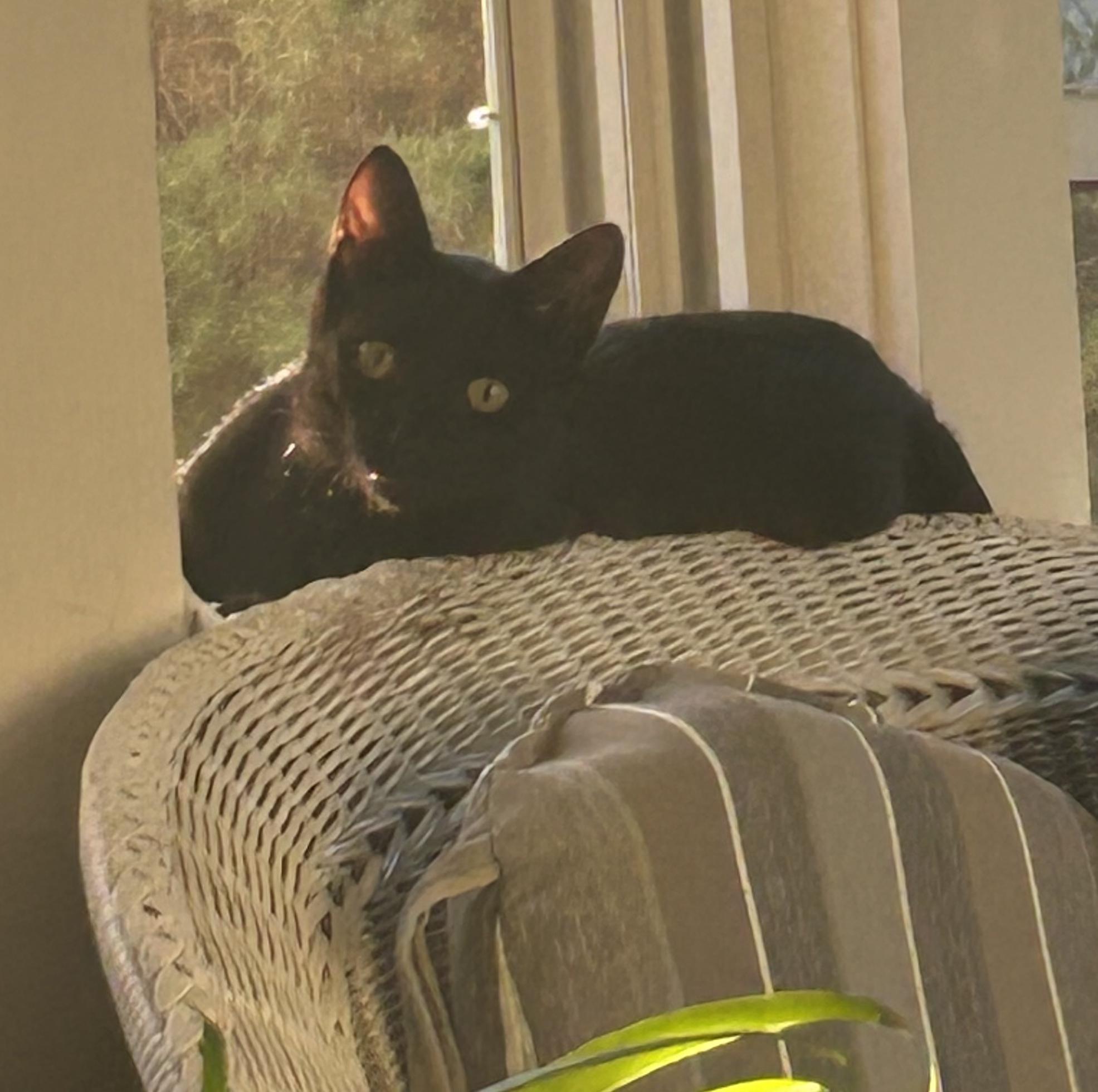 Kai, Adoptable, Young Male Domestic Short Hair.