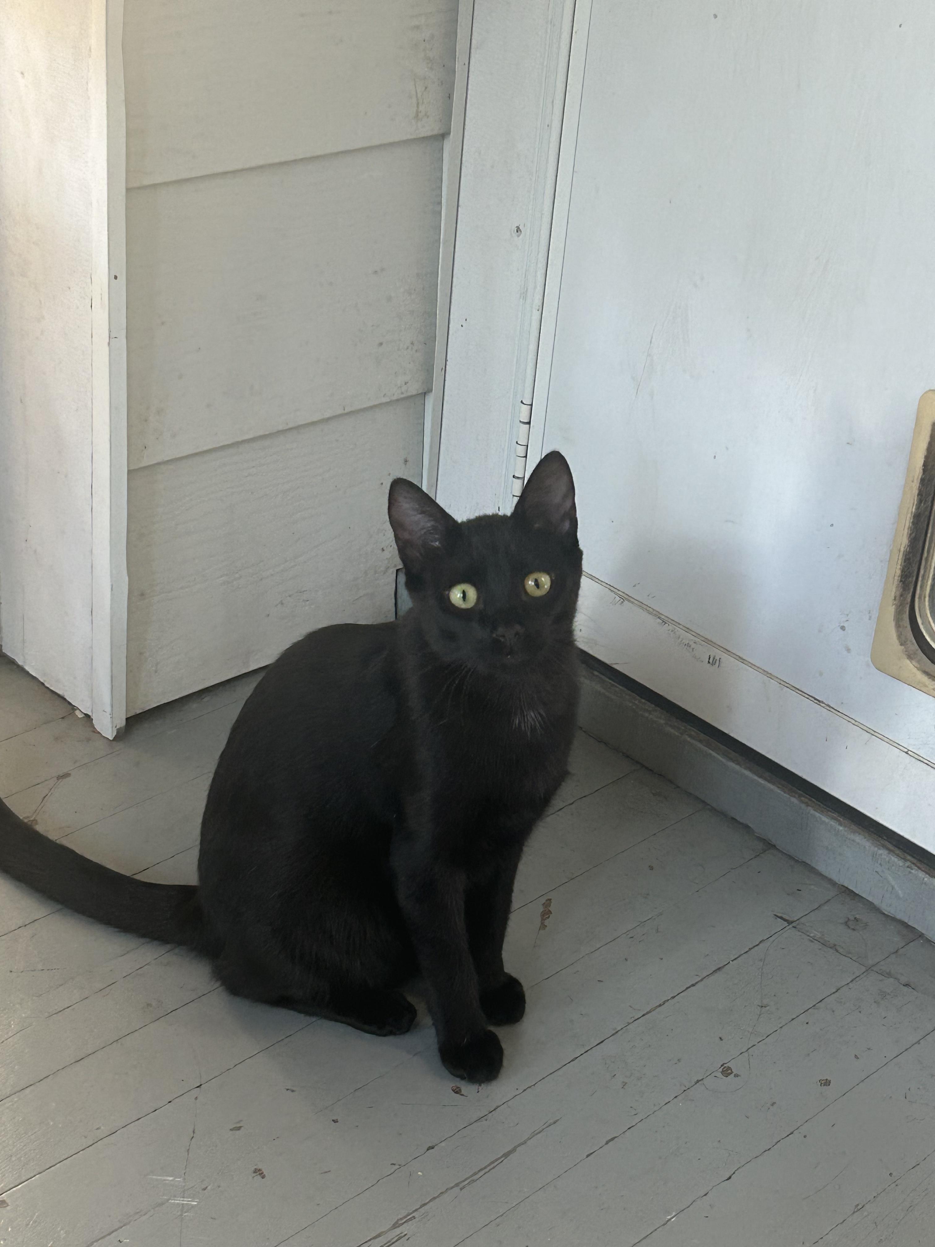 Kai, an adoptable Domestic Short Hair in Reeseville, WI, 53579 | Photo Image 3