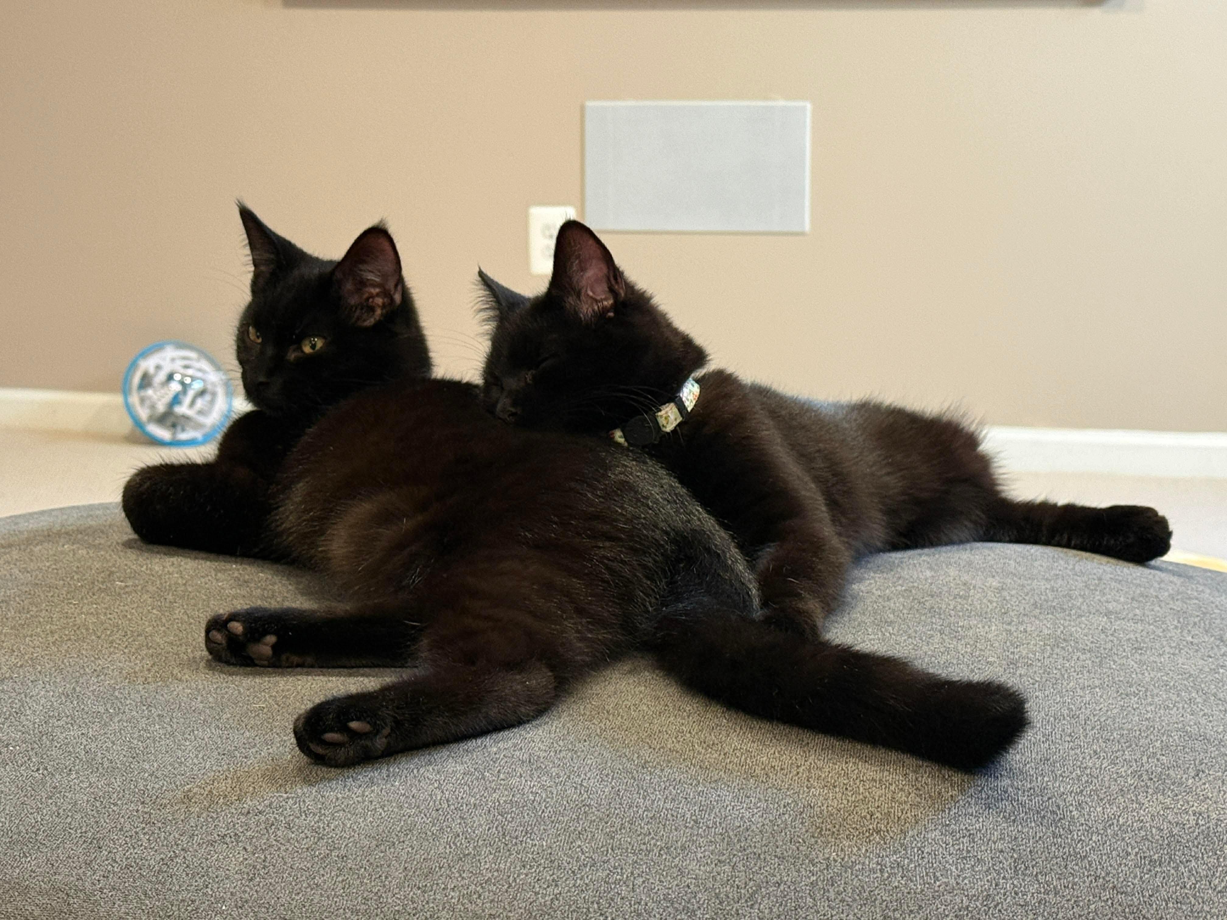 Enlarge Nebula , an adopted Domestic Short Hair in Thurmont, MD image 4/4