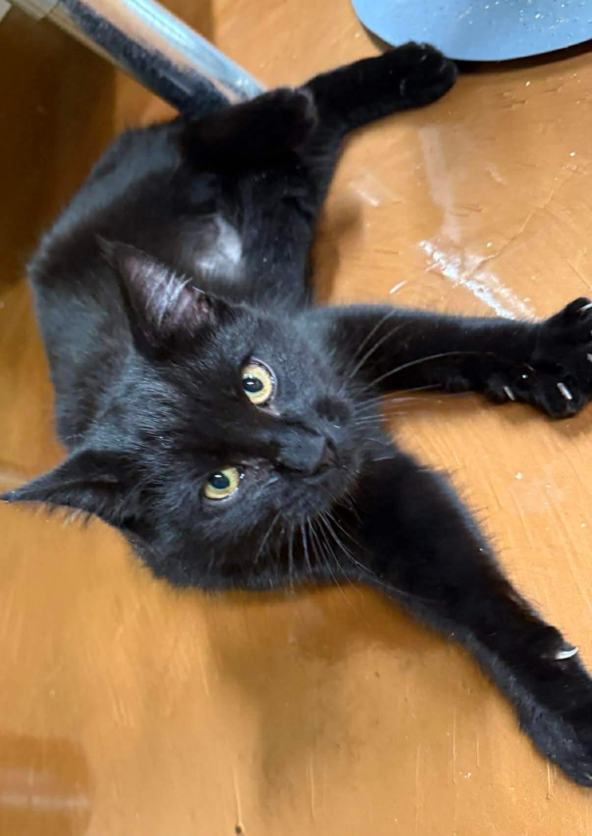 Nebula , Adoptable, Young Female Domestic Short Hair.