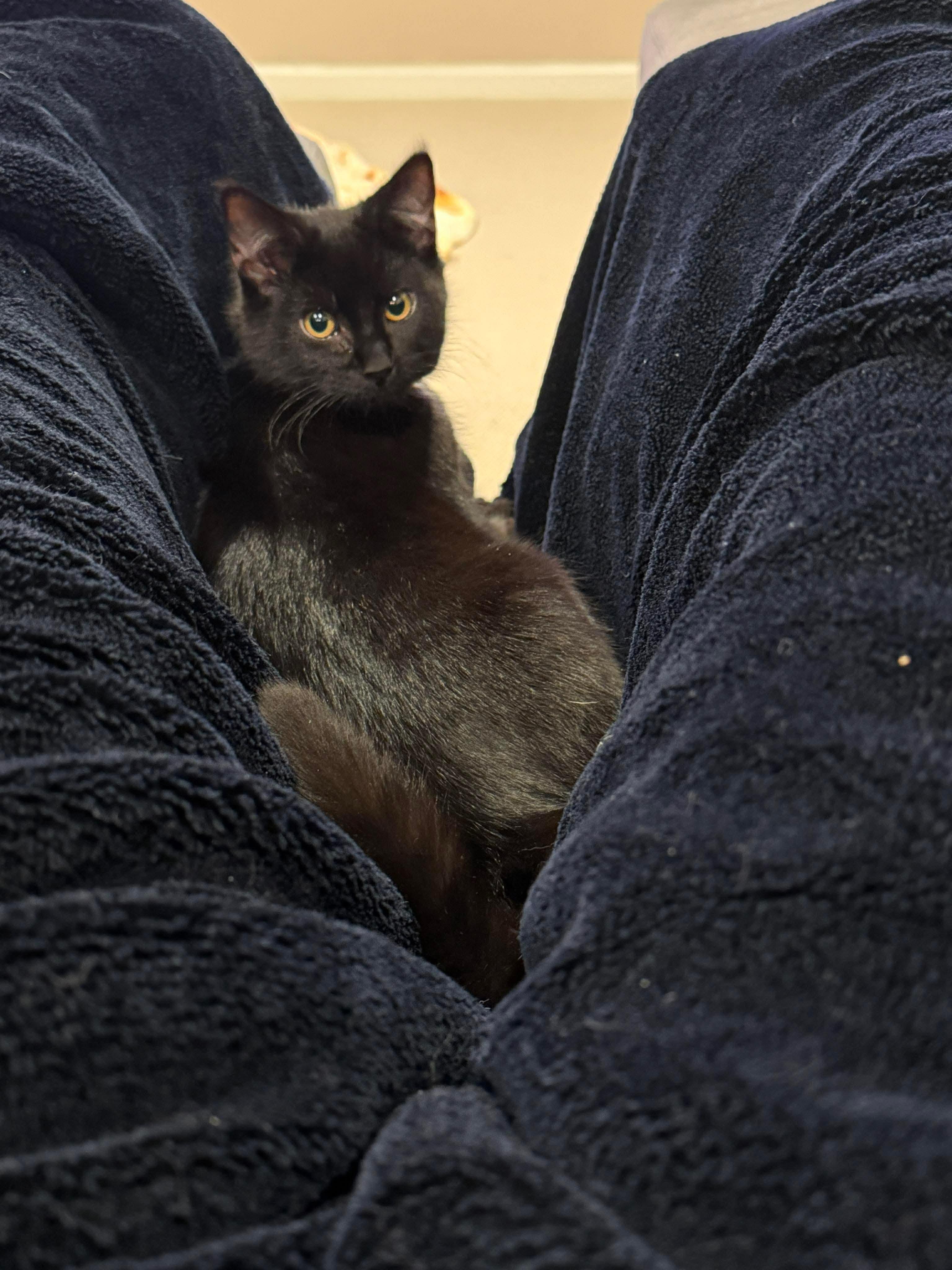 Enlarge Nebula , an adopted Domestic Short Hair in Thurmont, MD image 2/4