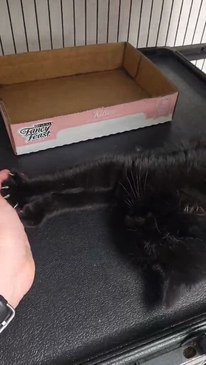 Enlarge Nebula , a Adoptable Domestic Short Hair in Thurmont, MD video 2/2