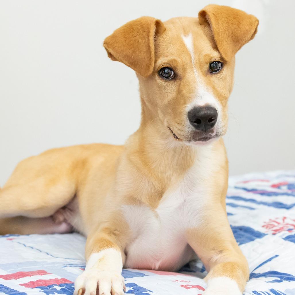 Stanley, Adoptable, Puppy Male Mixed Breed.