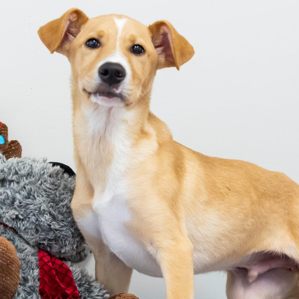 Enlarge Stanley, a Adoptable Mixed Breed in Cartersville, GA image 2/4