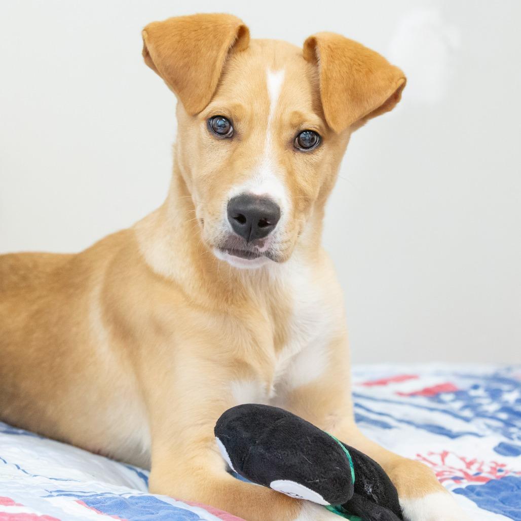 Enlarge Stanley, a Adoptable Mixed Breed in Cartersville, GA image 3/4