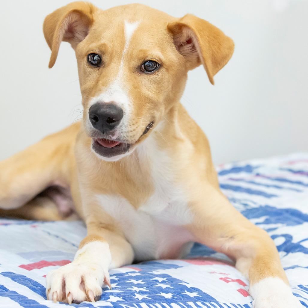 Enlarge Stanley, a Adoptable Mixed Breed in Cartersville, GA image 4/4