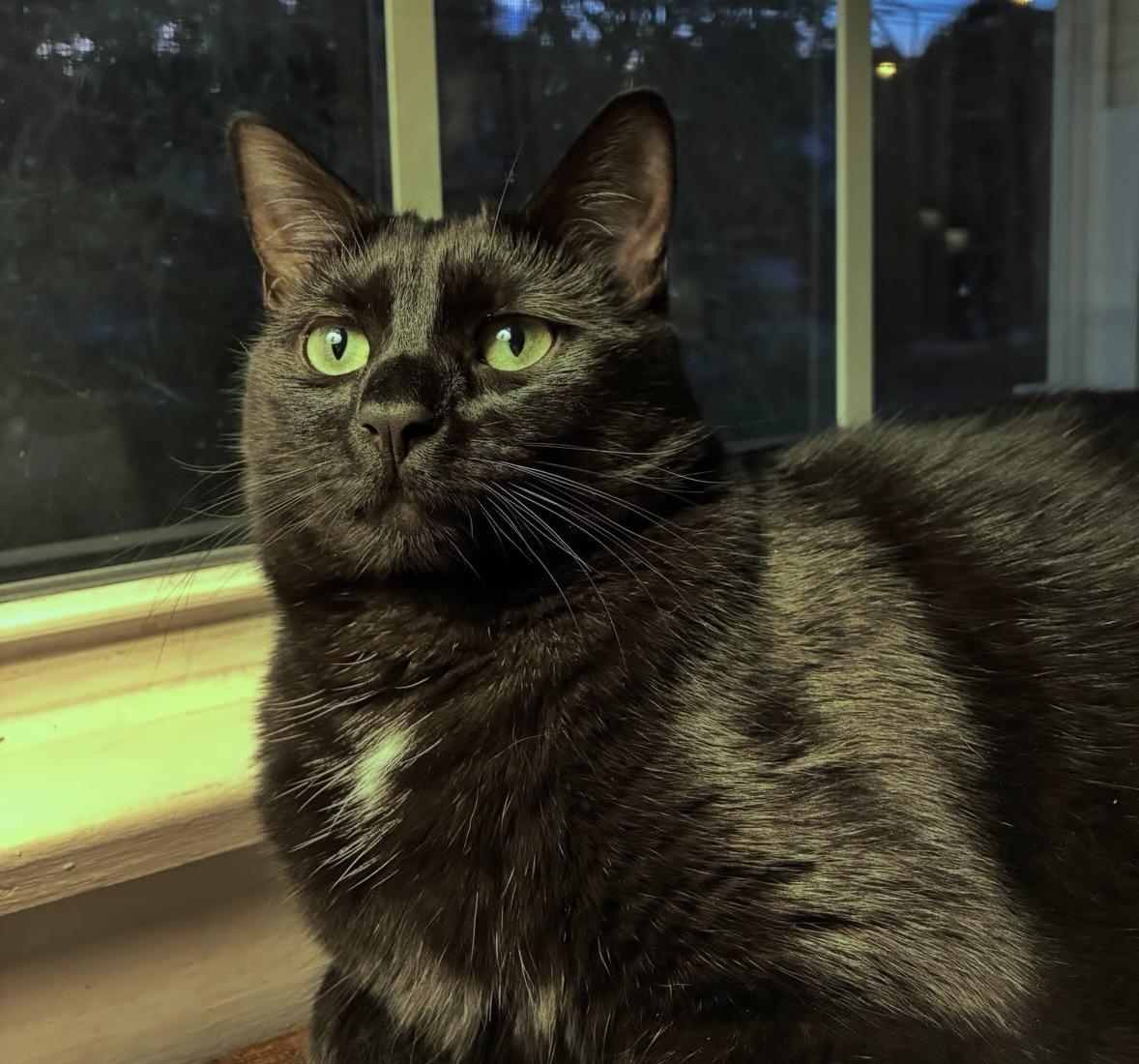 Ernie, Adoptable, Young Female Domestic Short Hair.