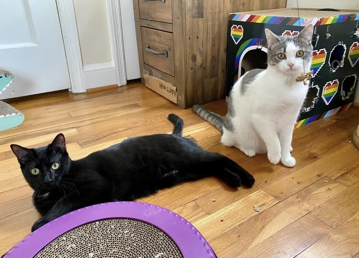 Enlarge Ernie, a Adoptable Domestic Short Hair in Beltsville, MD image 3/6