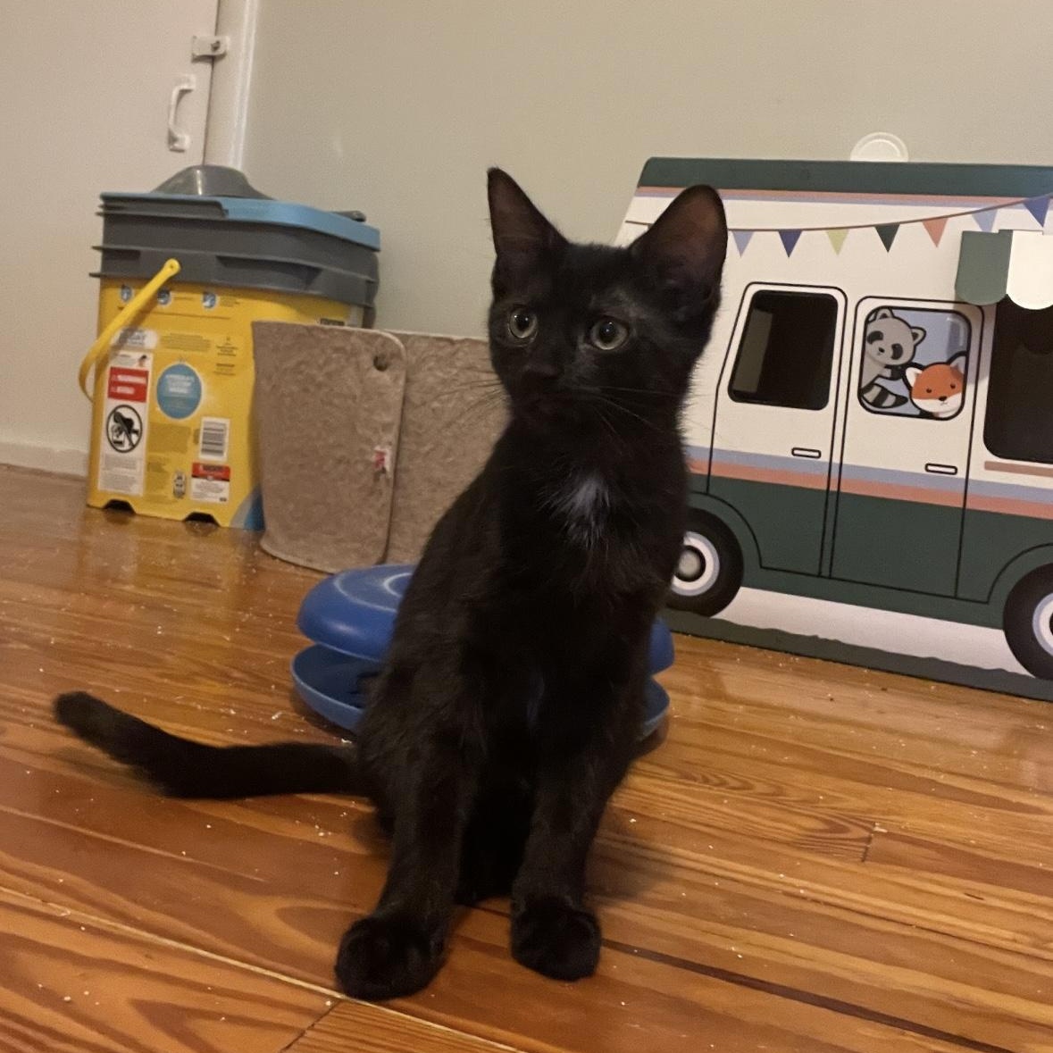 Enlarge Ernie, a Adoptable Domestic Short Hair in Beltsville, MD image 5/6