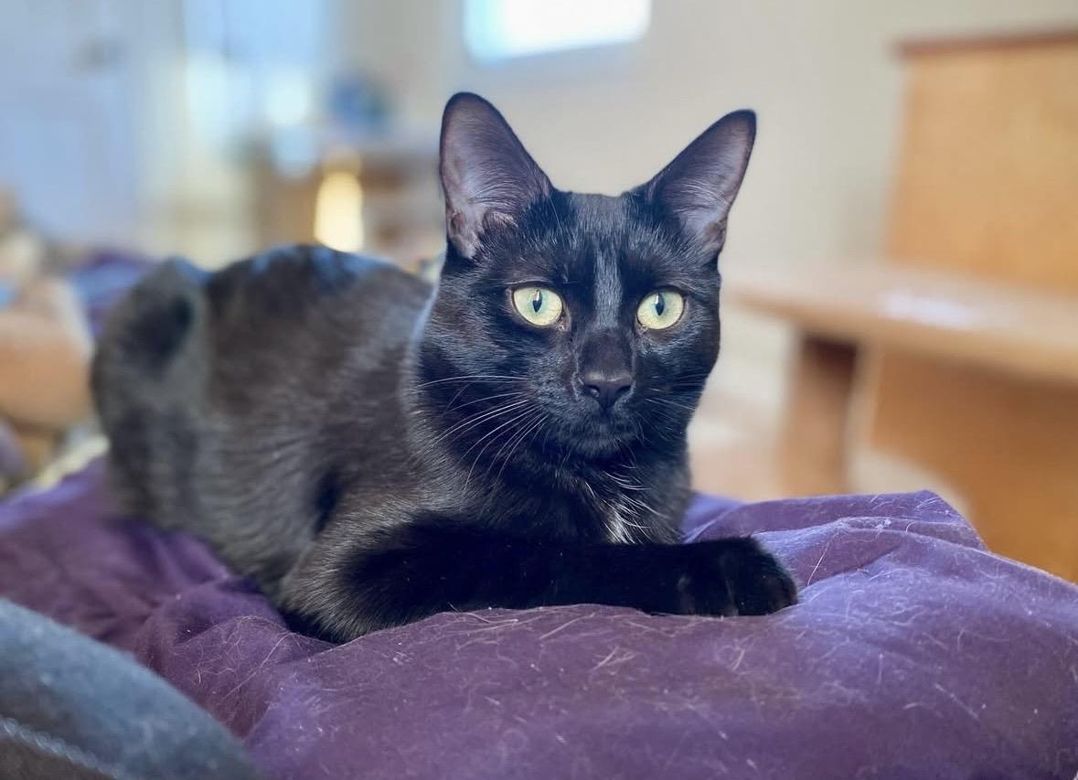 Ernie, Adoptable, Kitten Female Domestic Short Hair.