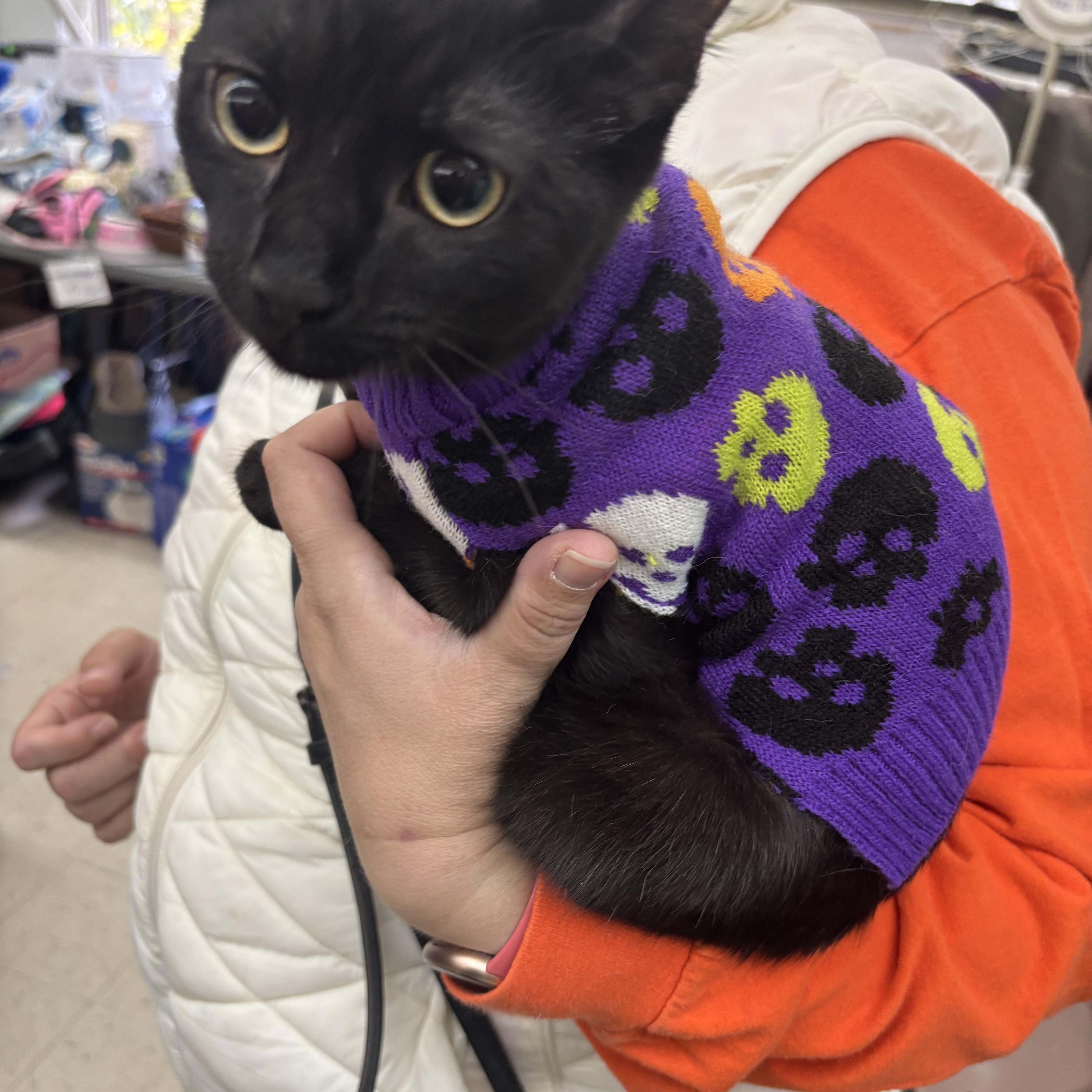 Enlarge Ernie, a Adoptable Domestic Short Hair in Beltsville, MD image 4/6