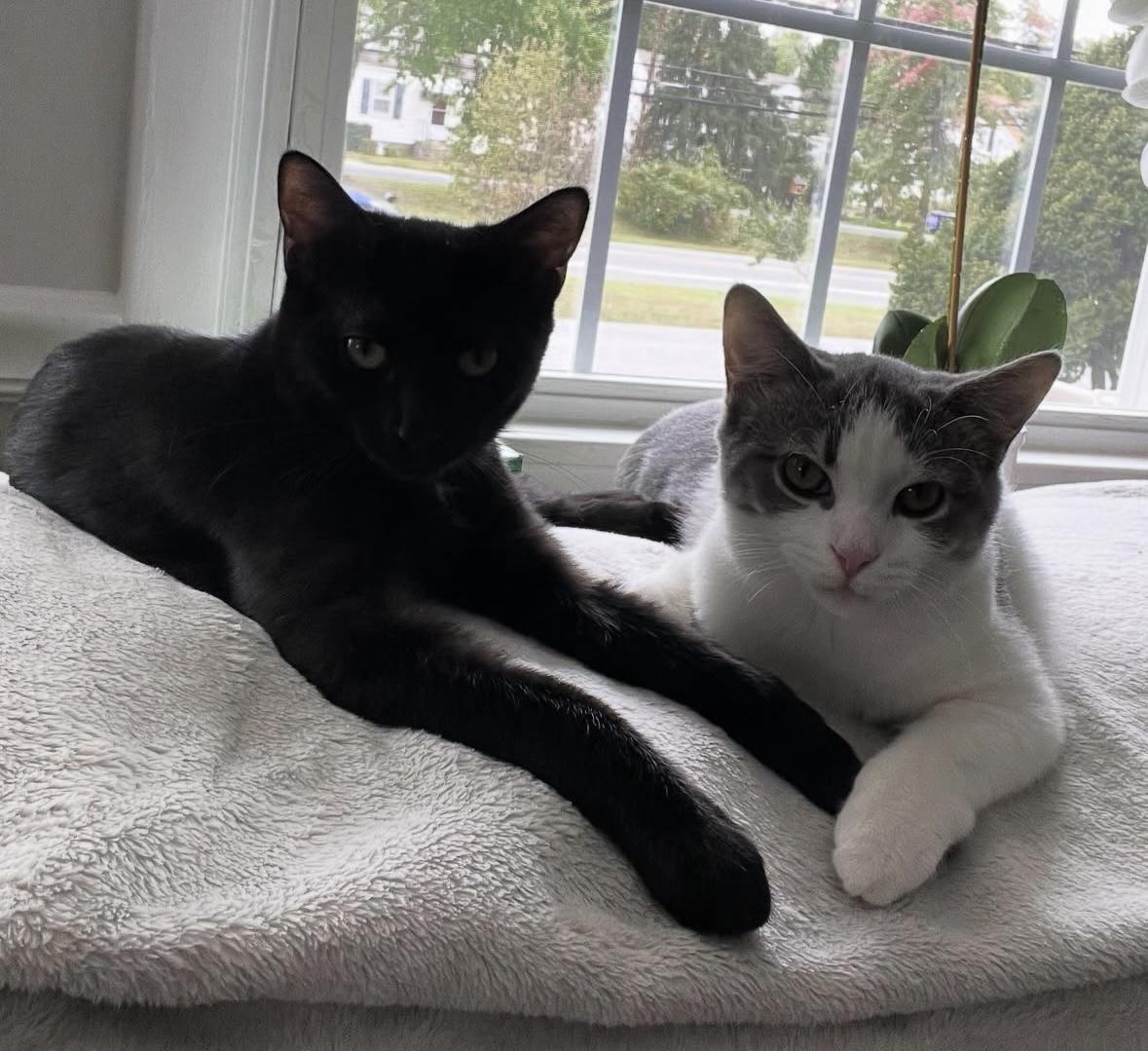 Ernie, a Adoptable Domestic Short Hair in Beltsville, MD image 5/6