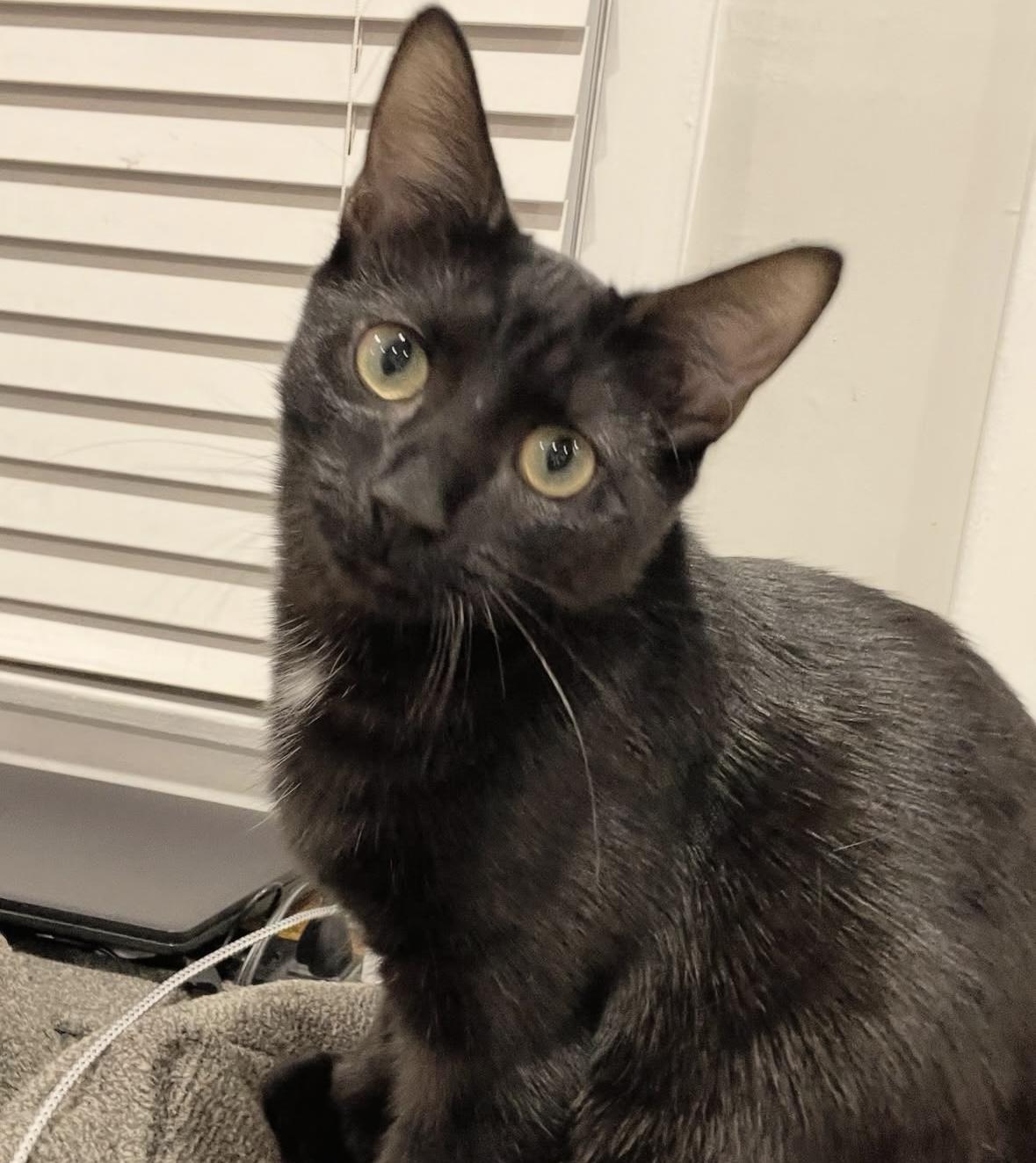 Enlarge Ernie, a Adoptable Domestic Short Hair in Beltsville, MD image 2/6