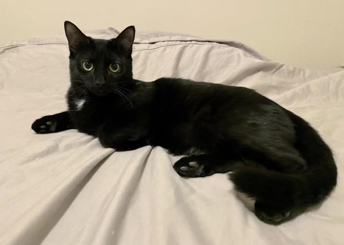 Enlarge Ernie, a Adoptable Domestic Short Hair in Beltsville, MD image 2/6