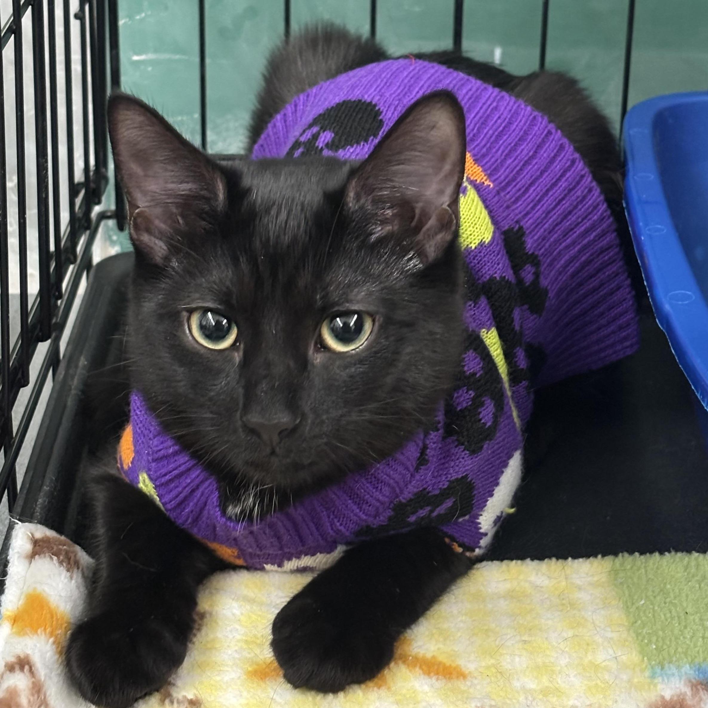 Ernie, a Adoptable Domestic Short Hair in Beltsville, MD image 6/6