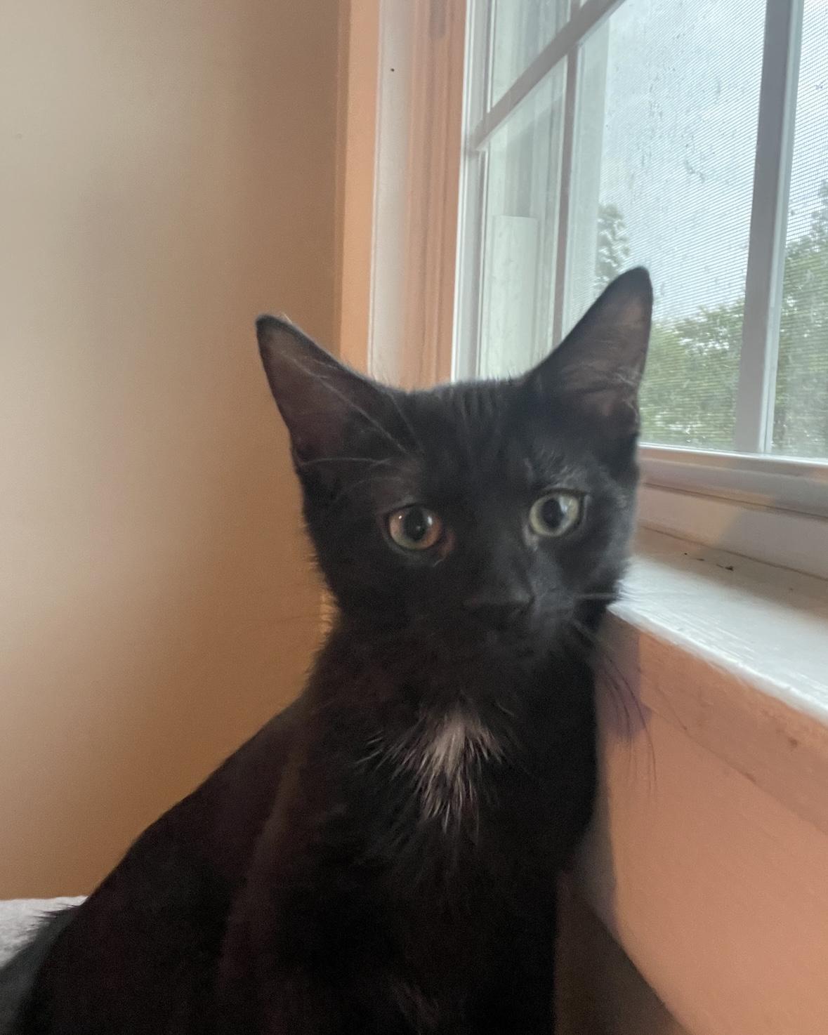 Enlarge Ernie, a Adoptable Domestic Short Hair in Beltsville, MD image 6/6