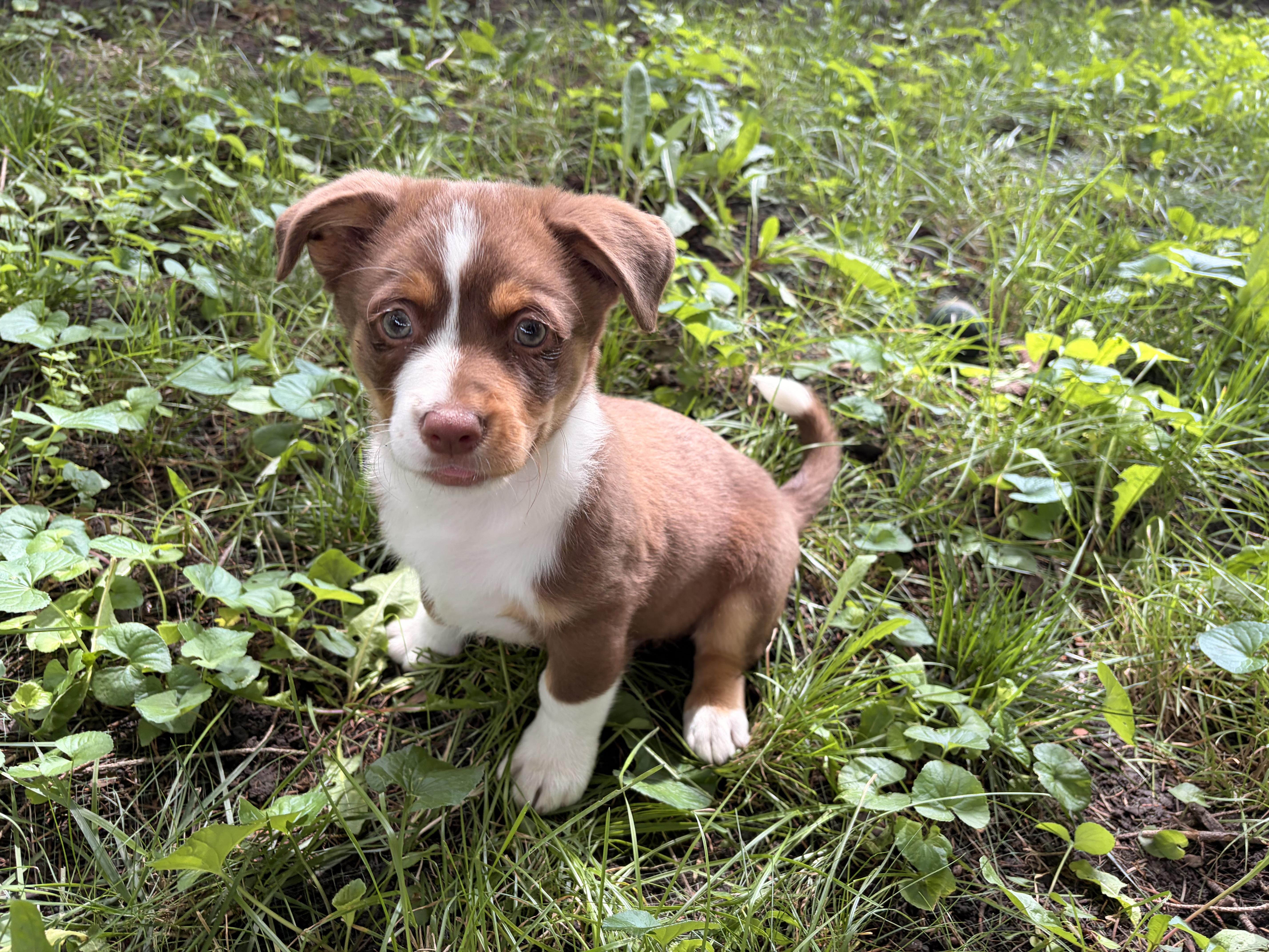 Spud, a ADOPTABLE Corgi in Byron, IL image 4/4