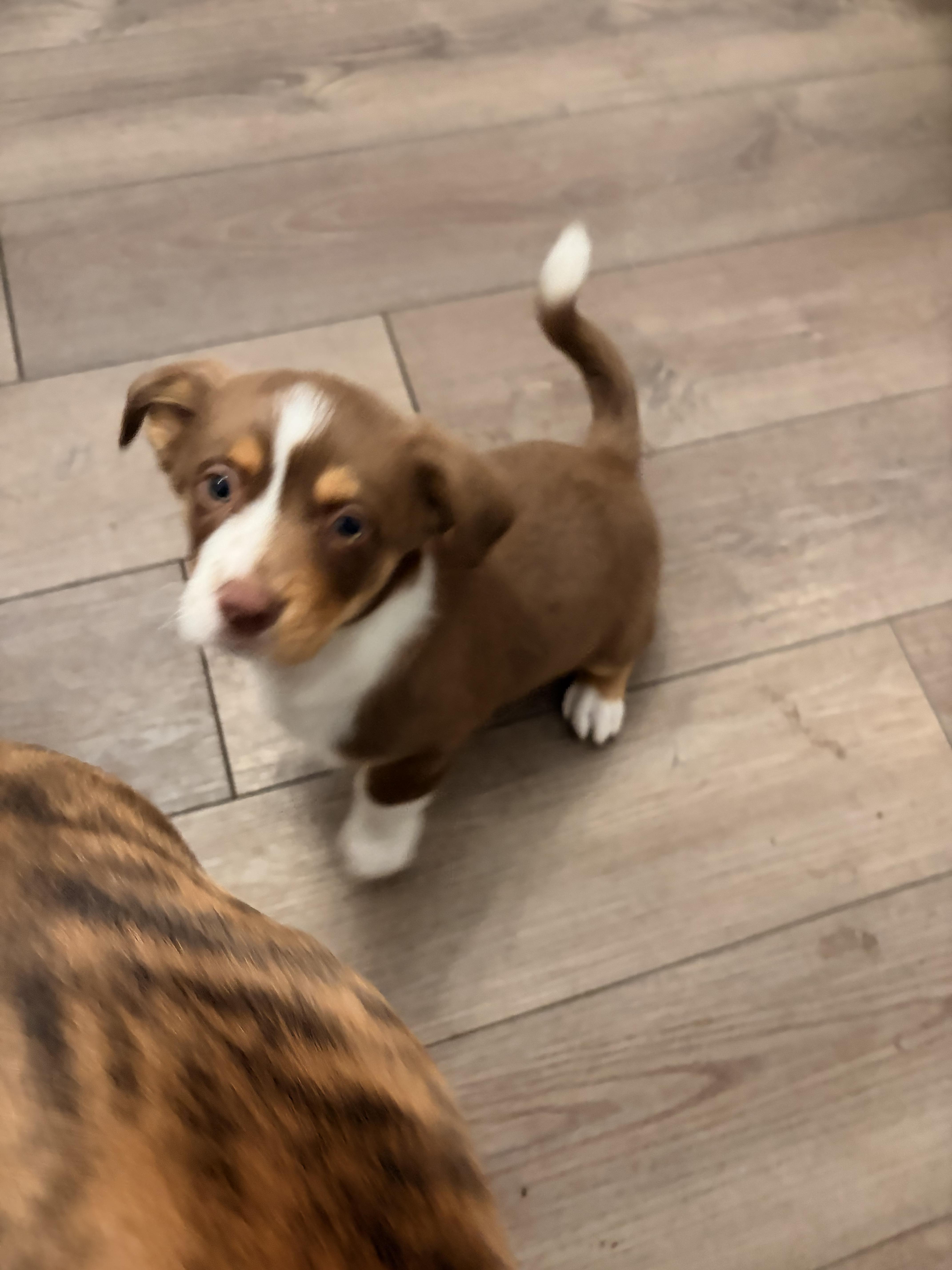 Spud, a ADOPTABLE Corgi in Byron, IL image 2/4