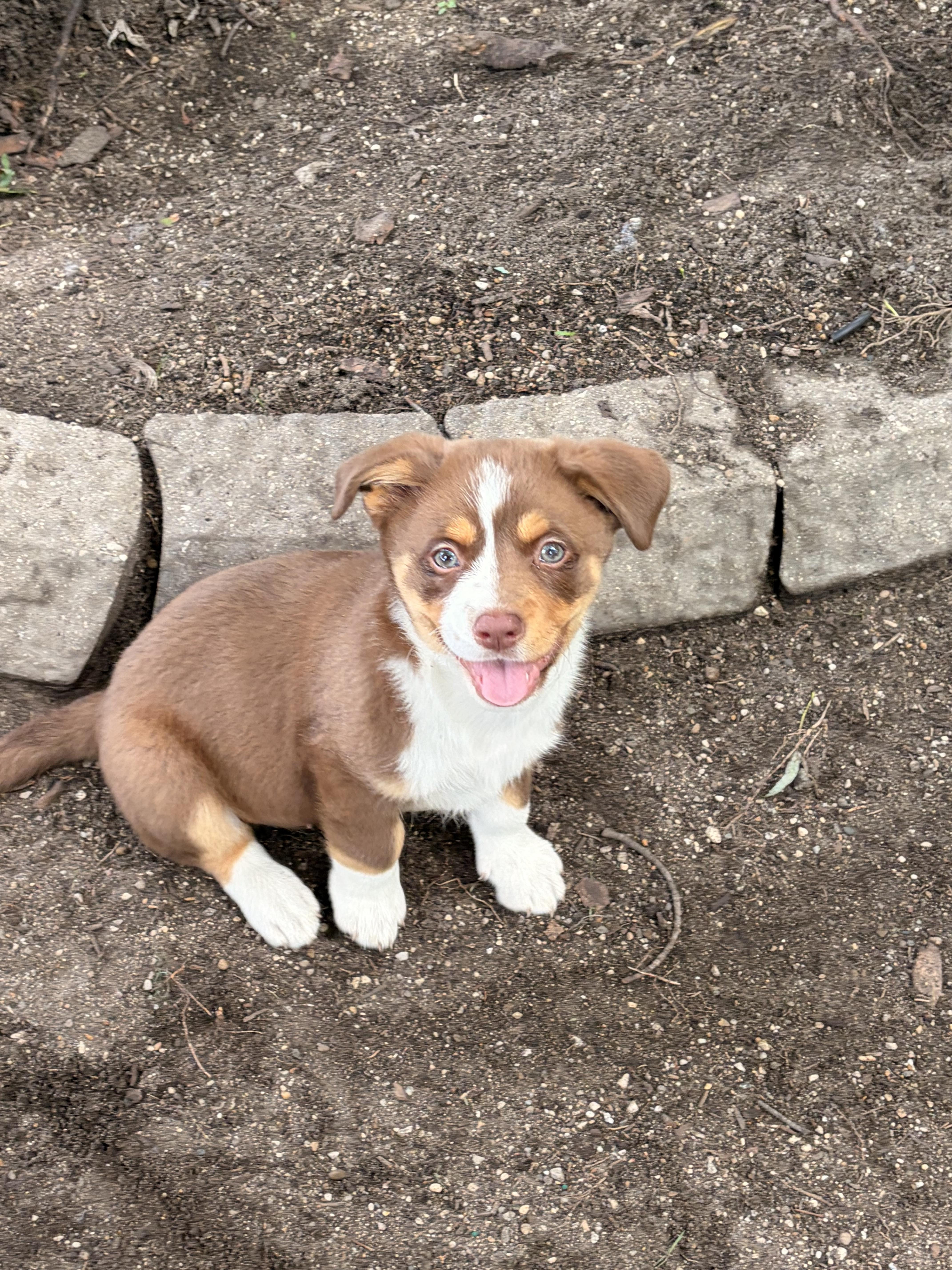 Spud, a ADOPTABLE Corgi in Byron, IL image 1/4
