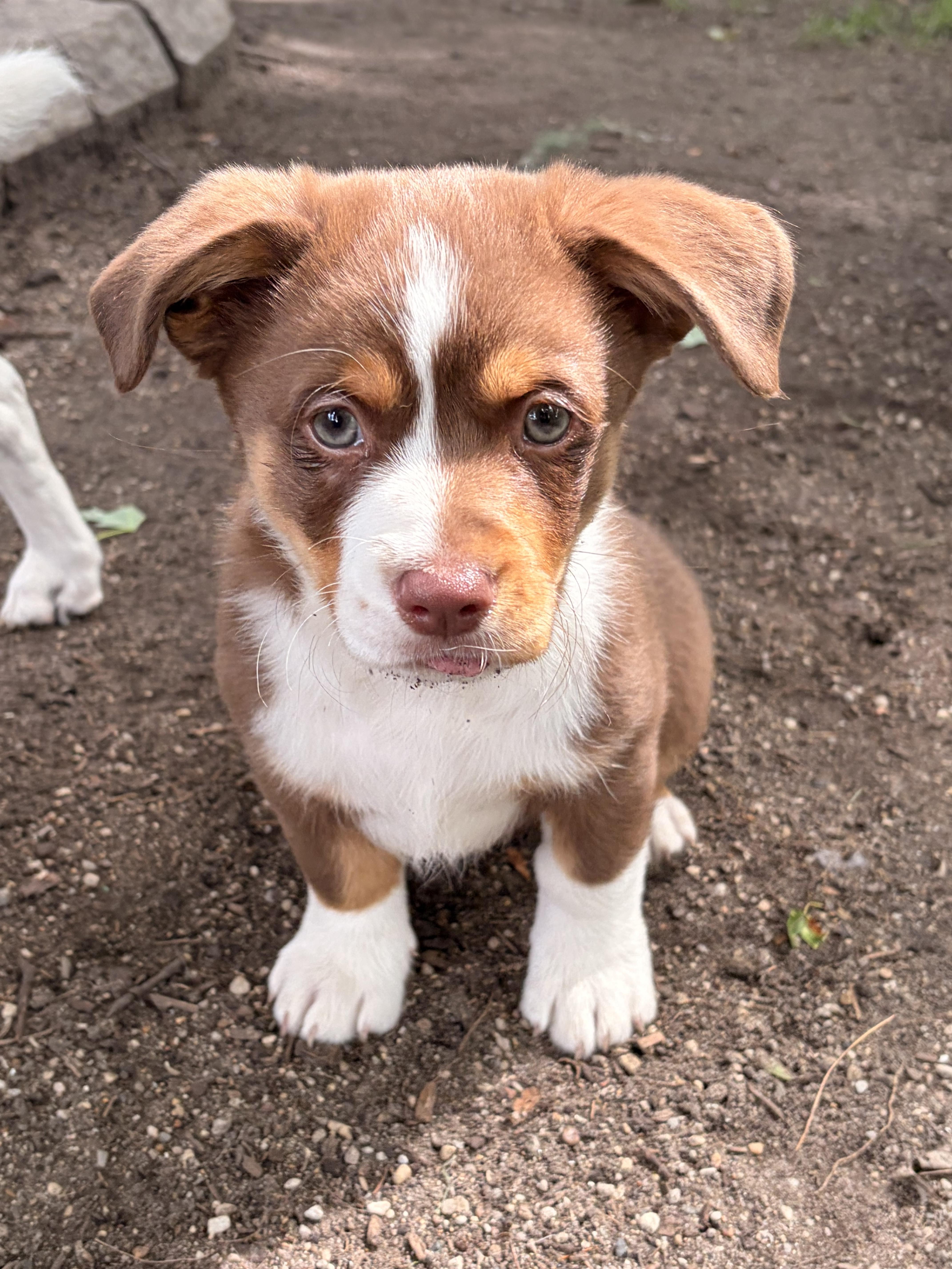 Spud, a ADOPTABLE Corgi in Byron, IL image 3/4