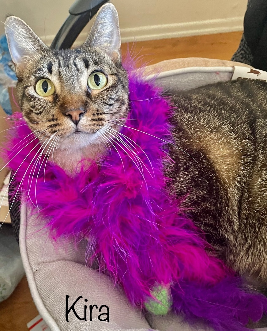 Kira, Adoptable, Adult Female Tabby.