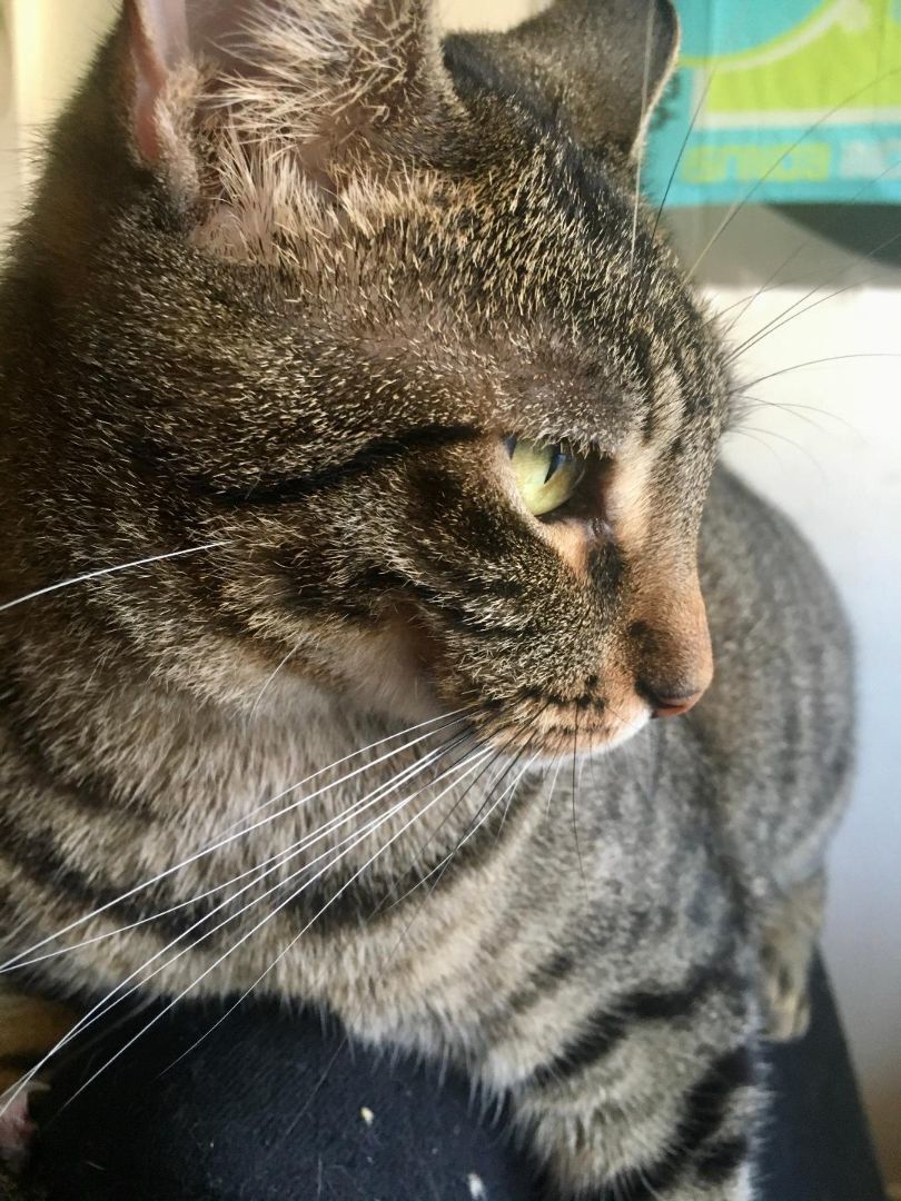 Kira, a Adoptable Tabby in Anaheim, CA image 2/11