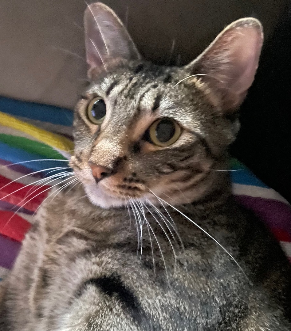 Kira, a Adoptable Tabby in Anaheim, CA image 3/11