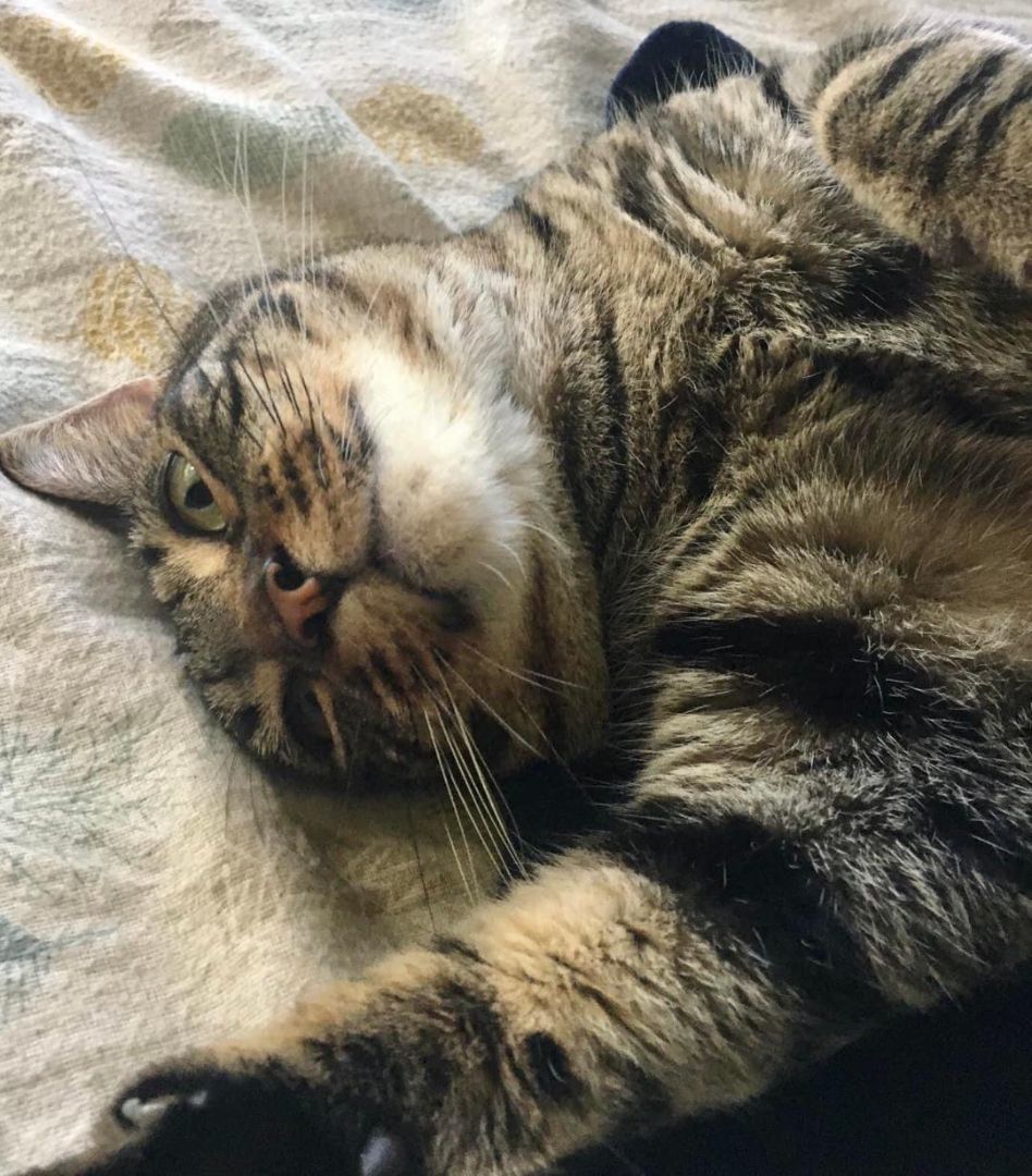 Kira, a Adoptable Tabby in Anaheim, CA image 4/11