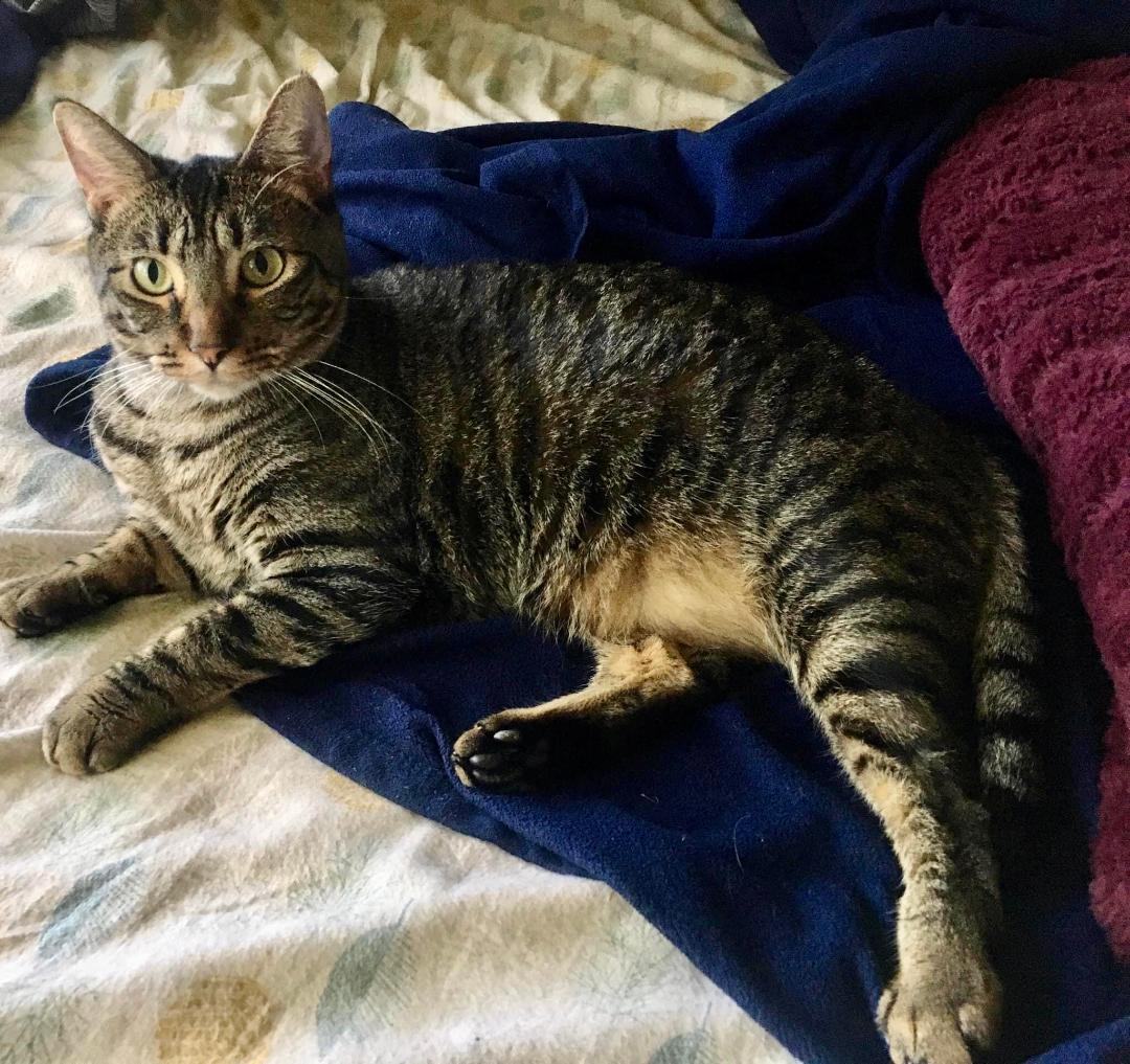 Kira, a Adoptable Tabby in Anaheim, CA image 5/11