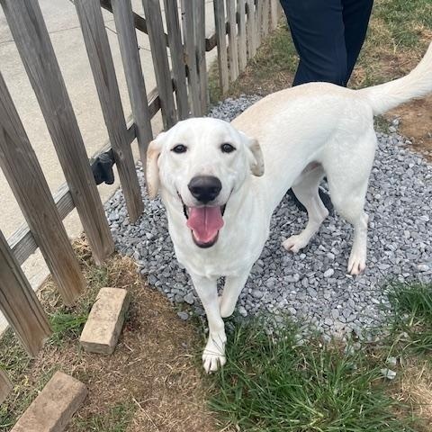 GUNNER - Great with other Dogs