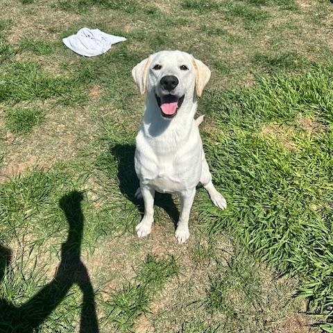 GUNNER - Great with other Dogs