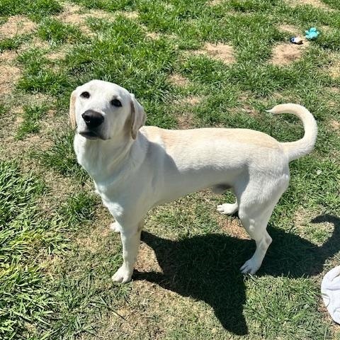 GUNNER - Great with other Dogs