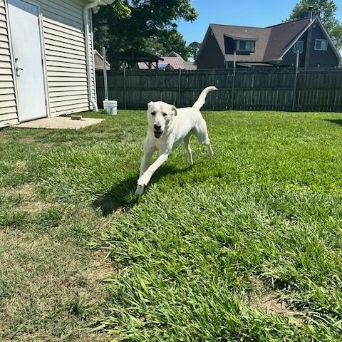 GUNNER - Great with other Dogs