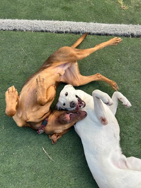 GUNNER - Great with other Dogs