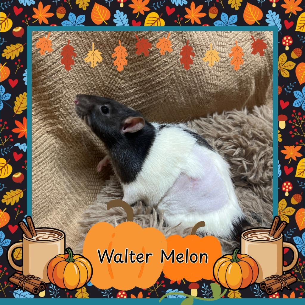Enlarge Walter Melon, a Adopted Rat in Elizabethtown, KY image 1/5